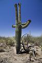 117 Saguaro National Park